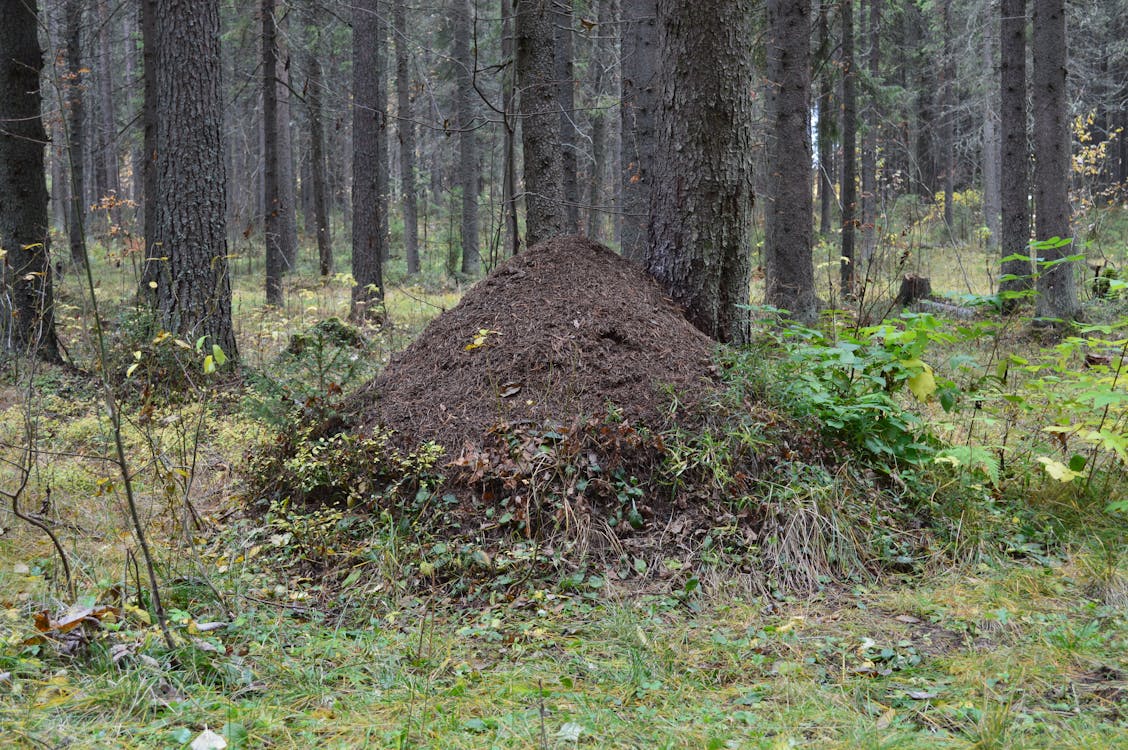 Foto profissional grátis de árvores, floresta, formigueiro