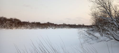 Бесплатное стоковое фото с ветви, горизонт, декабрь