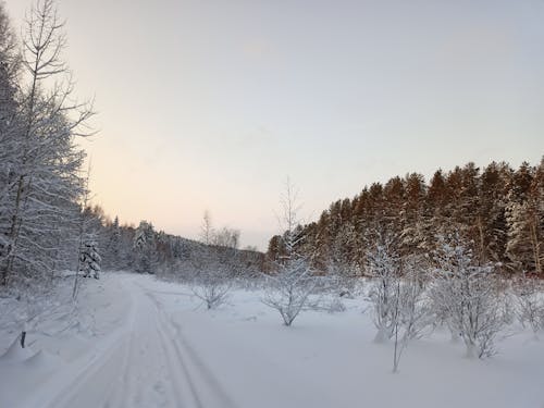 Бесплатное стоковое фото с безлистные деревья, голые деревья, зима
