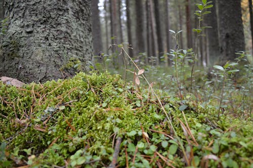 Grass, Growth and Moss on Forest Floor