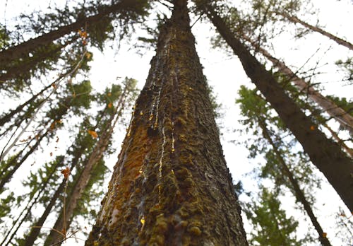 Close-Up Shot of a Tree