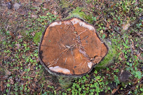 Foto d'estoc gratuïta de primer pla, tronc d'arbre, vista des de dalt