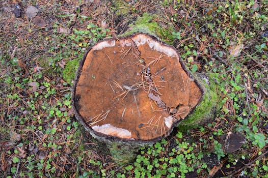 Detailed view of a moss-covered tree stump surrounded by forest floor vegetation.
