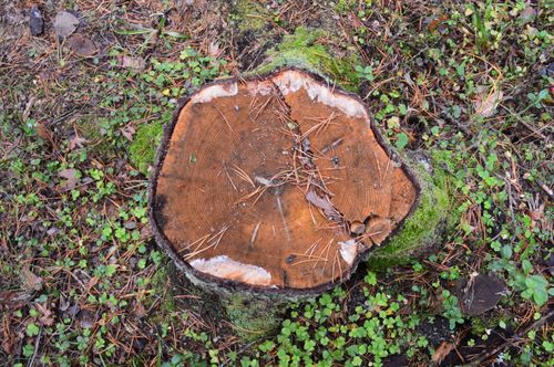 Free Detailed view of a moss-covered tree stump surrounded by forest floor vegetation. Stock Photo