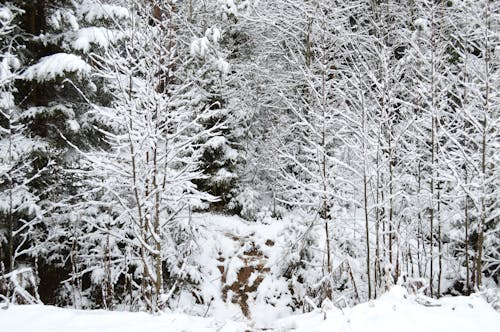 Foto profissional grátis de árvores, branco, caminho
