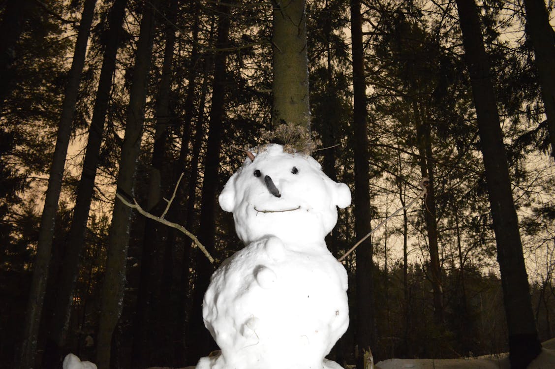 Fotobanka s bezplatnými fotkami na tému chladný, les, nádcha