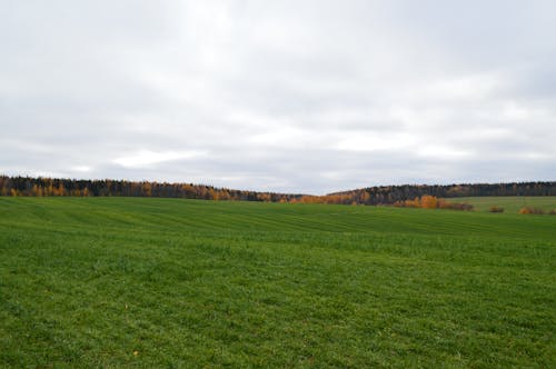 Foto profissional grátis de campo de grama, campo verde, céu