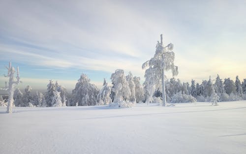 Бесплатное стоковое фото с деревья, зима, облачное небо