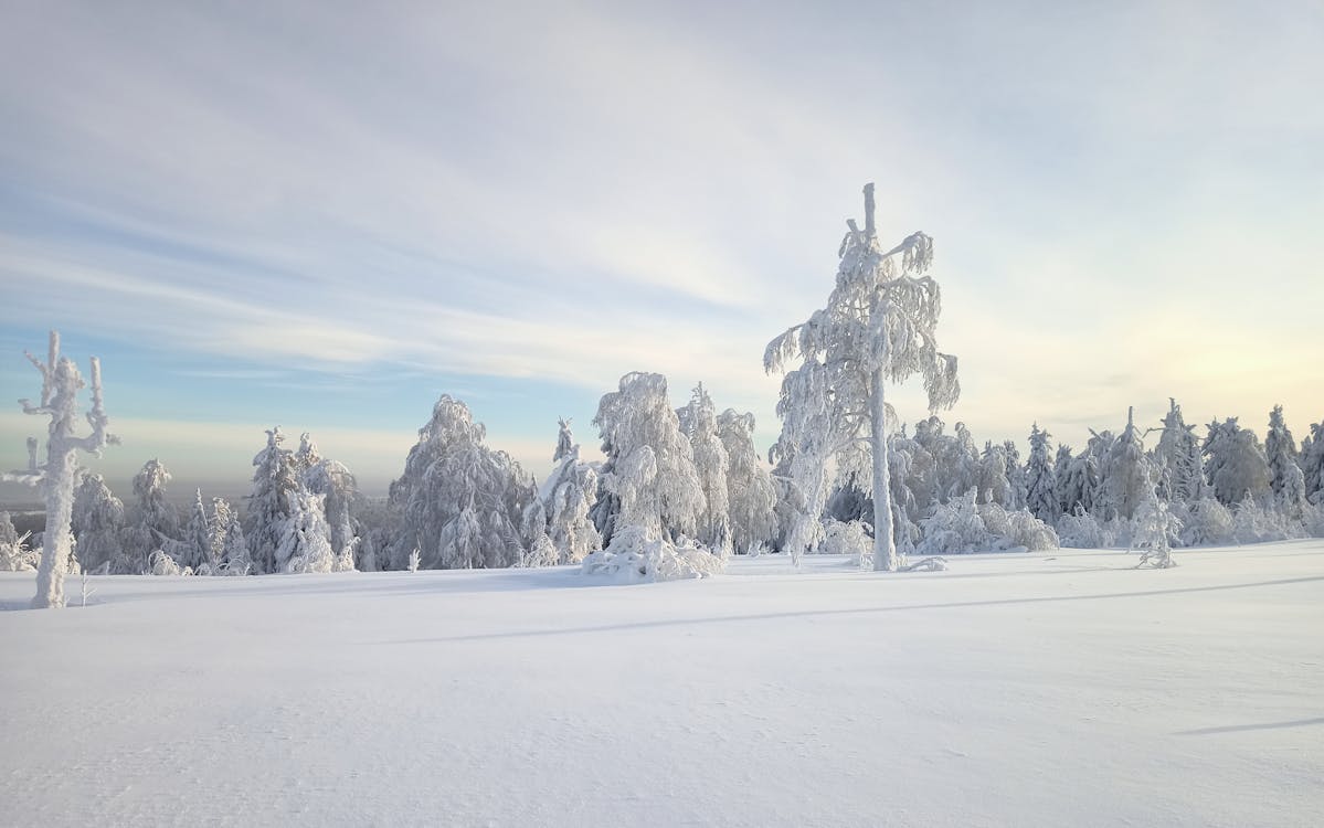 Imagine de stoc gratuită din acoperit de zăpadă, arbori, cer înnorat
