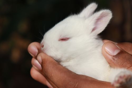 Free Close-up of a white baby rabbit being gently held in human hands, showcasing tenderness and care. Stock Photo