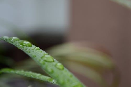 Free stock photo of after rain, natural spring, nature