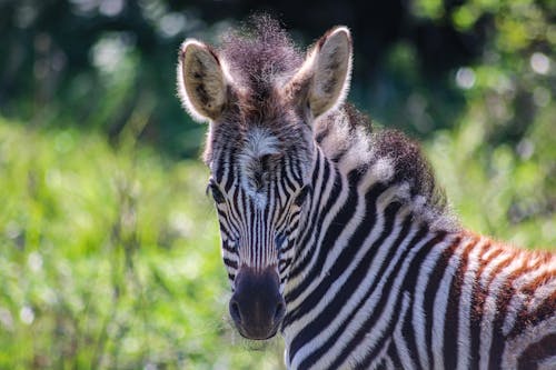 Close-Up Shot of a Zebra
