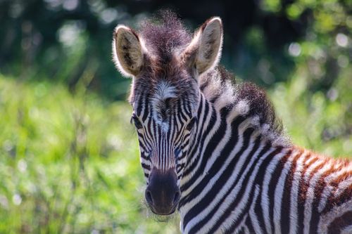 Free A detailed close-up of a zebra in the wild, showcasing its unique stripes and features in Durban, South Africa. Stock Photo