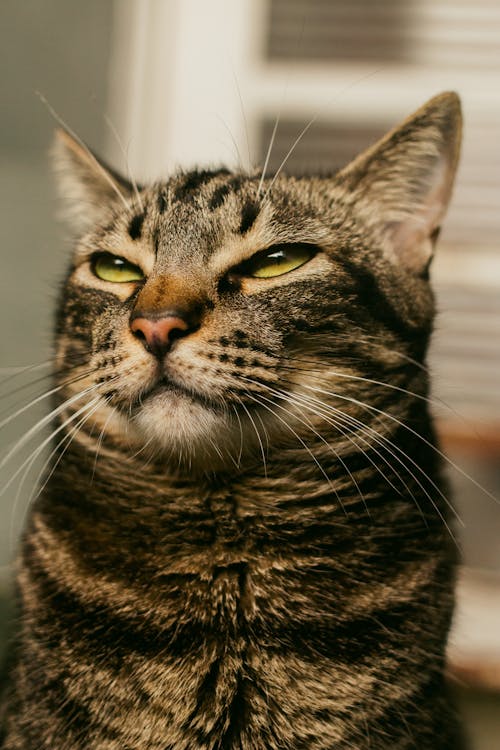 Close-Up Shot of a Tabby Cat 