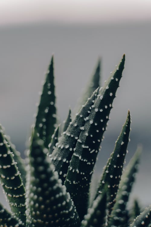 Immagine gratuita di Aloe vera, avvicinamento, crescita