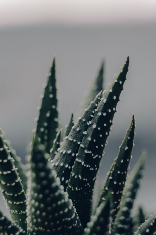 Free Detailed close-up of an aloe vera plant showcasing its unique spiky leaf pattern and textures. Stock Photo