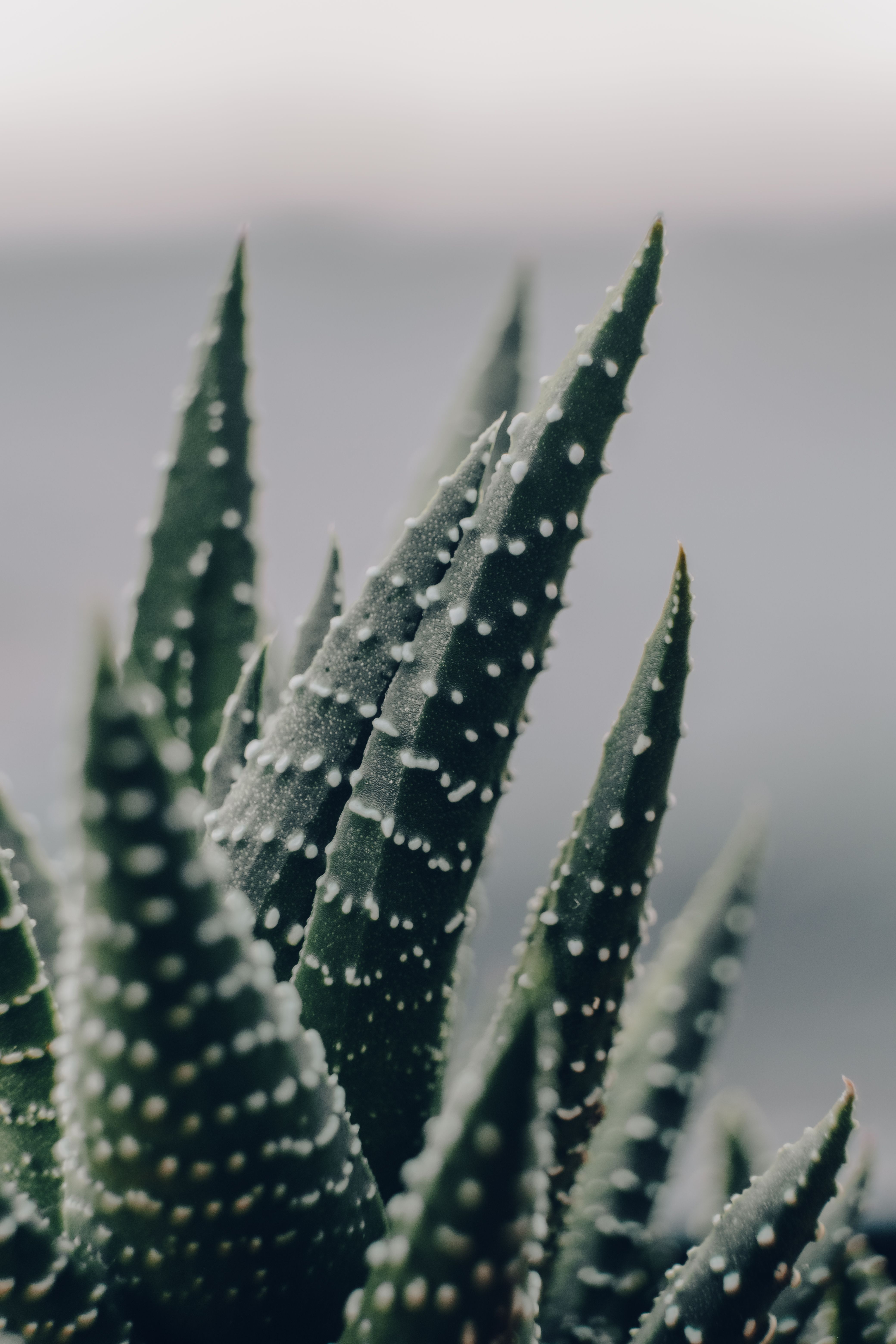 Green Succulent Photos, Download The BEST Free Green Succulent Stock ...