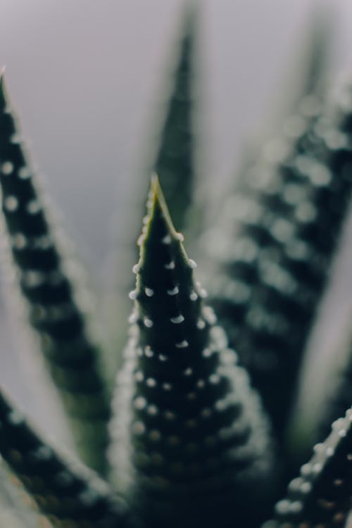 Close-up Photo of an Aloe Vera Plant