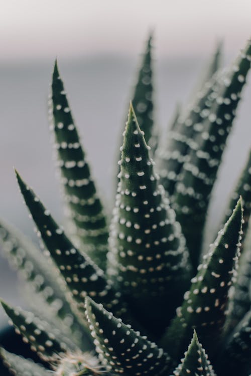 Close-up Photo of an Aloe Vera Plant