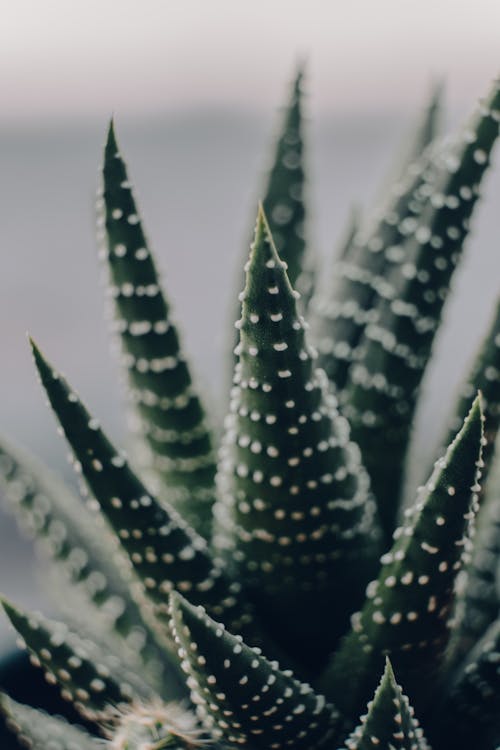 Fotobanka s bezplatnými fotkami na tému aloe vera, listy, rast