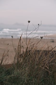 Peaceful beach scene with dried grass and distant waves.