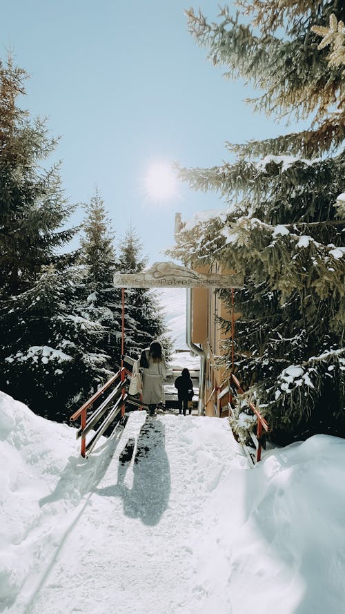 Foto profissional grátis de abetos, calçada, coberto de neve