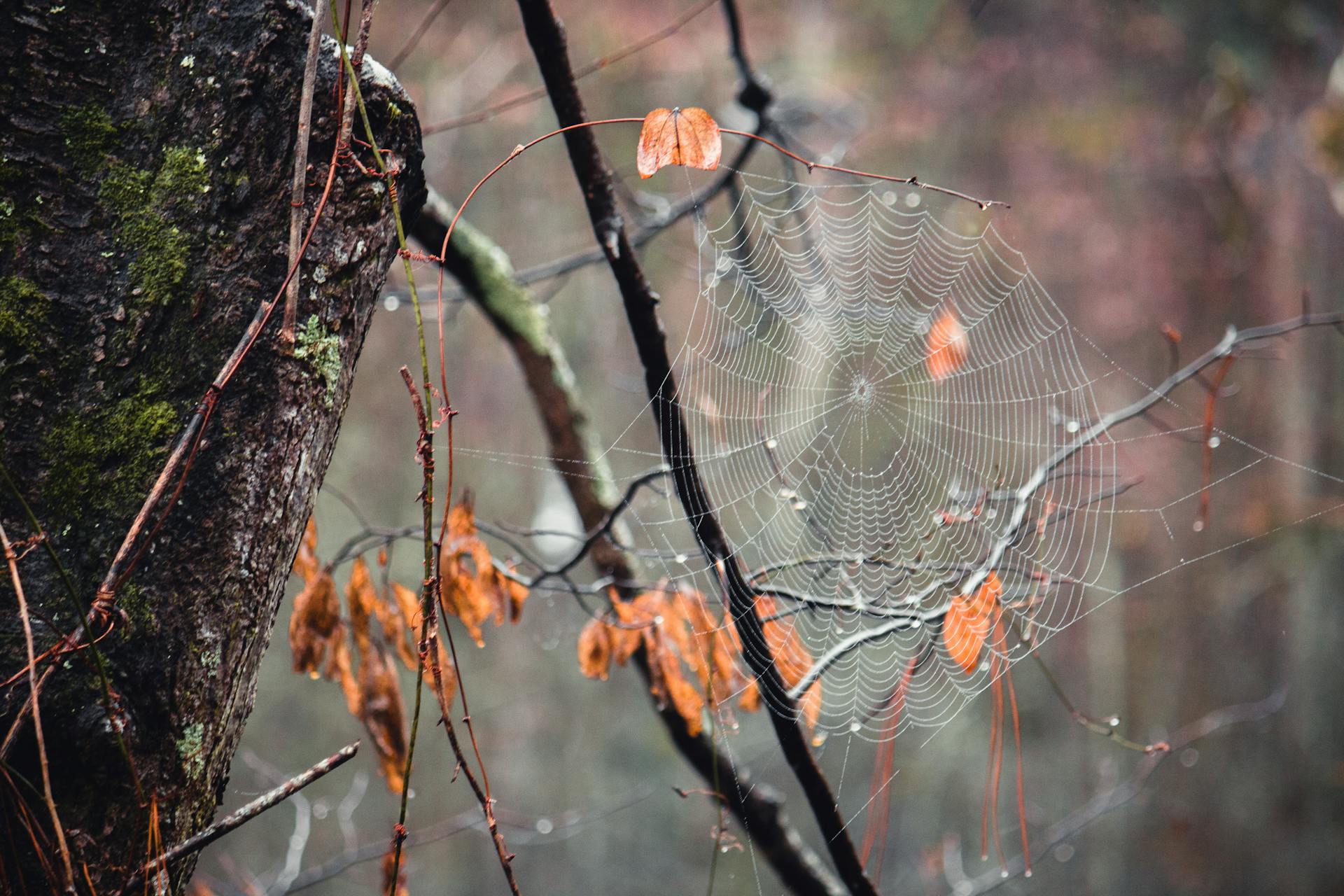 Close-Up Shot of Spider Web