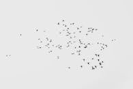 Flock of Birds flying in the Sky