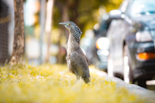 Foto profissional grátis de avícola, bico, fotografia de aves