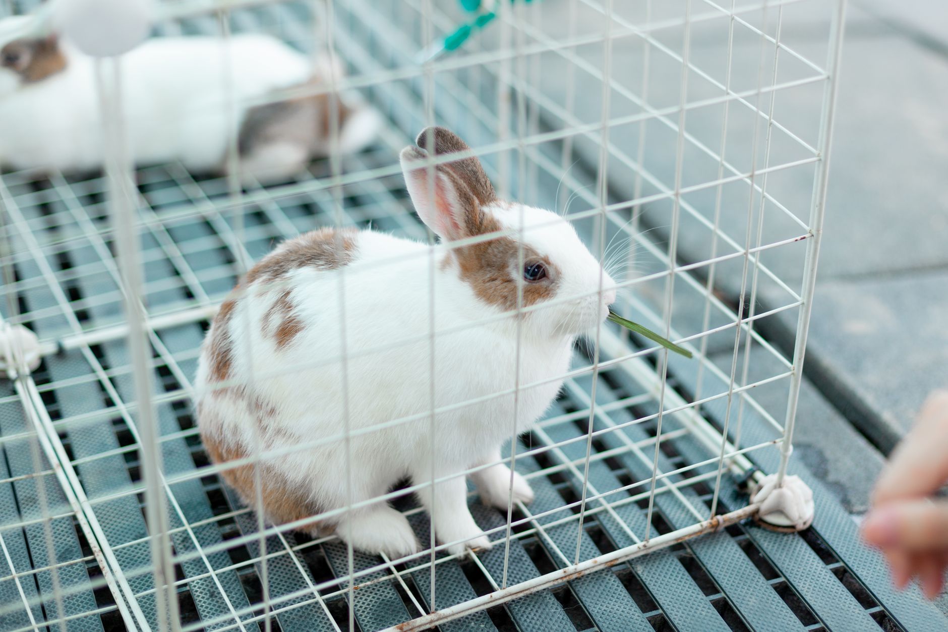 A rabbit undergoing diagnostic blood testing at a veterinary clinic