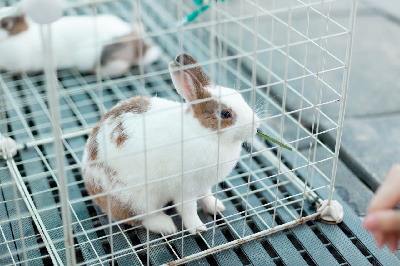 close up of a rabbit inside a cage munching on grass ideal for wildlif