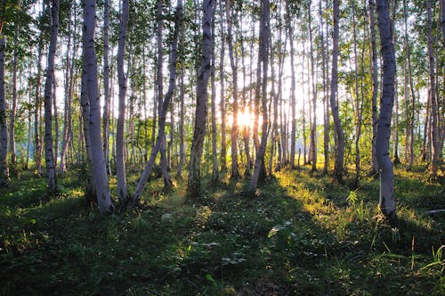 Gratuit Imagine de stoc gratuită din arbori, codru, razele soarelui Fotografie de stoc