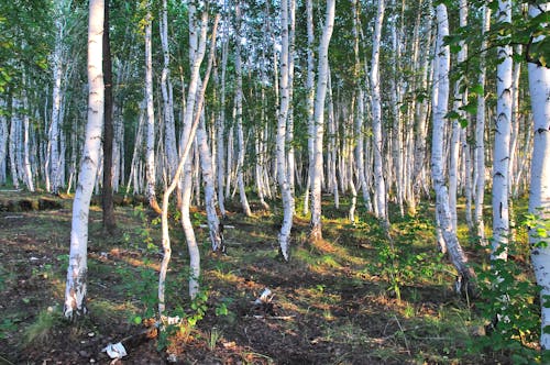 Imagine de stoc gratuită din arbori, centrale, codru