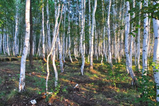 A peaceful birch forest with sunlight filtering through green leaves, creating a tranquil scene.