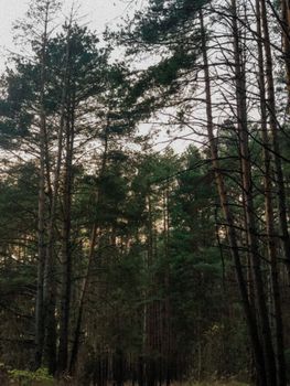 Peaceful vertical view of a dense coniferous forest under a clear sky, ideal for nature-themed purposes.