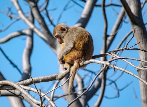 A Monkey on a Branch 
