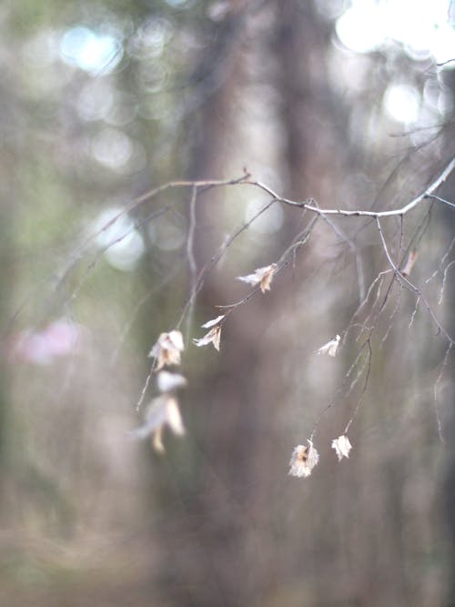 Close-up Photo of Tree Branches