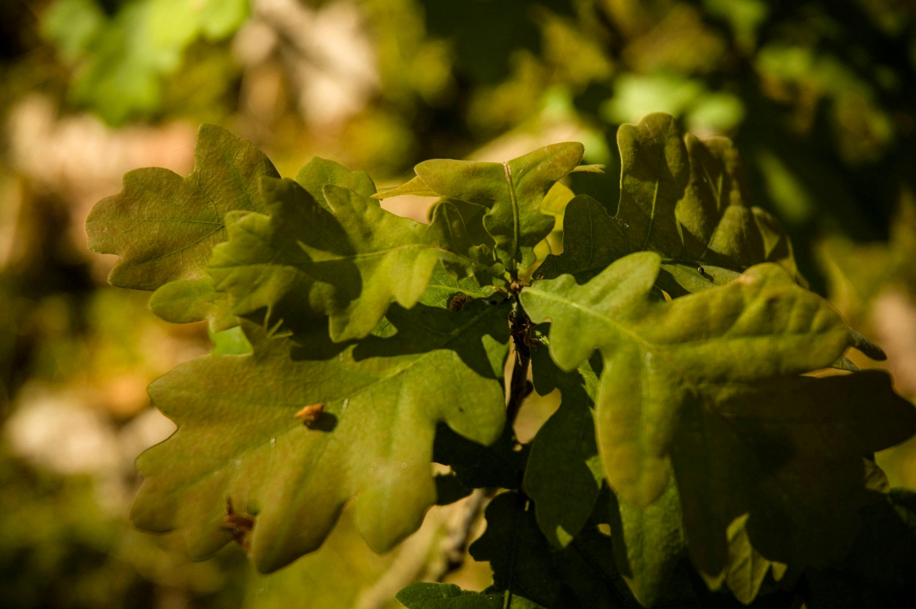 Kostenloses Foto zum Thema: baum, eiche, grün