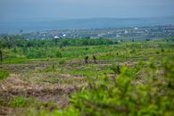 Farmers working in lush green fields near Bujumbura, Burundi, showcasing rural agriculture.