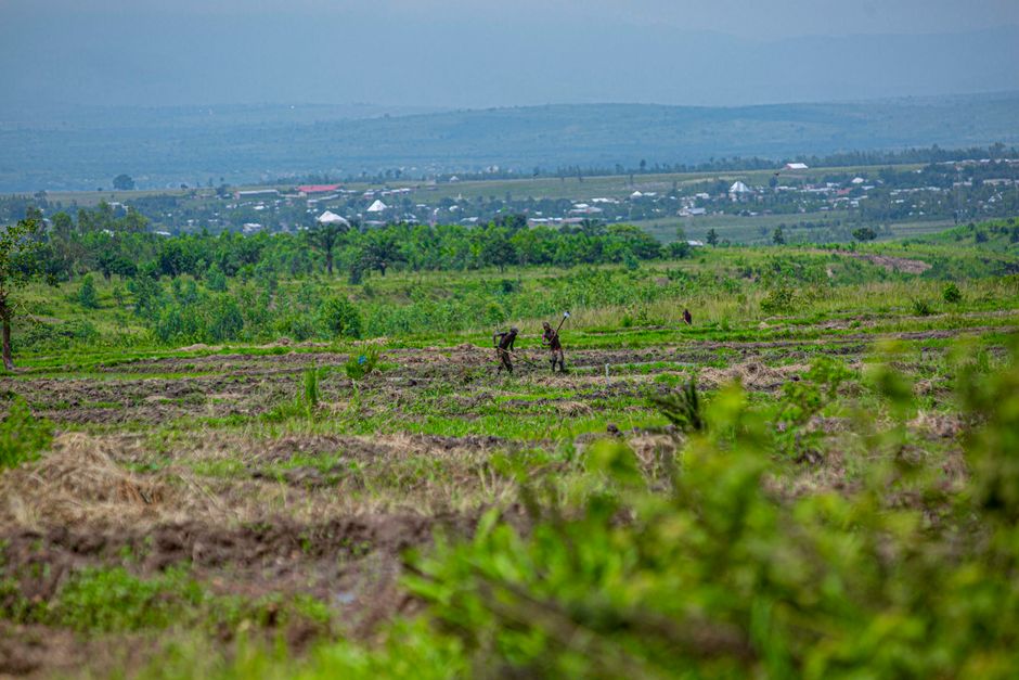 Farmers working in lush green fields near Bujumbura, Burundi, showcasing rural agriculture.