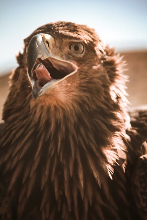 Free Brown Eagle in Tilt Shift Lens  Stock Photo