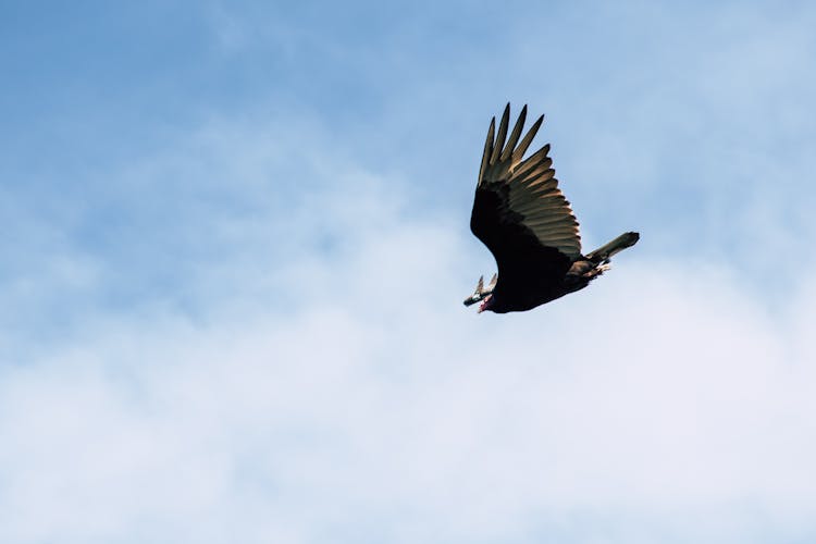 Black And Gray Bird Flying Under White Clouds And Blue Sky