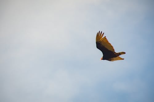 Free Black and Yellow Bird Flying Stock Photo