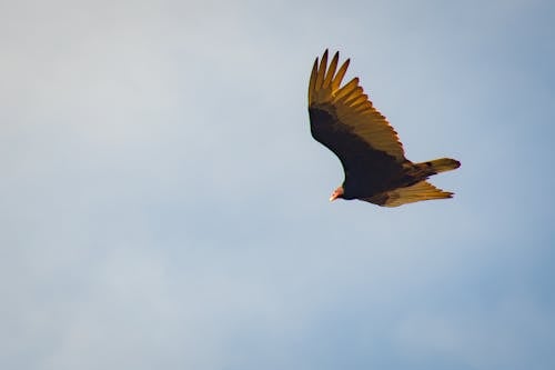 空を飛んでいる茶色と黄色の鳥