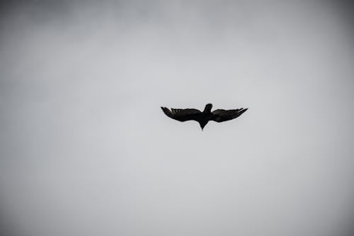 Free Vogel Fliegt Am Himmel Stock Photo