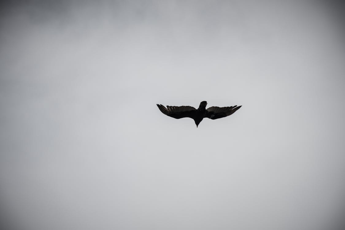 Pájaro Volando En El Cielo