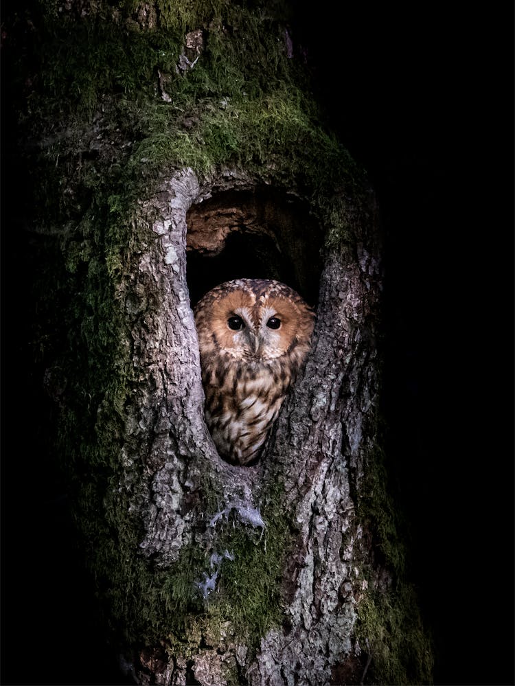 Owl Sitting In Tree Nest