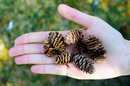 Kekurangan Pohon Pinus Di Telapak Tangan Orang