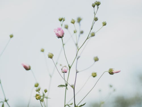 Безкоштовне стокове фото на тему «впритул, квітучий, рожеві квіти»