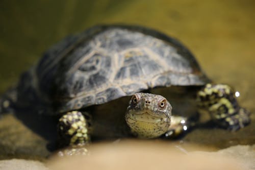 Ondiepe Focusfotografie Van Zwarte En Groene Schildpad